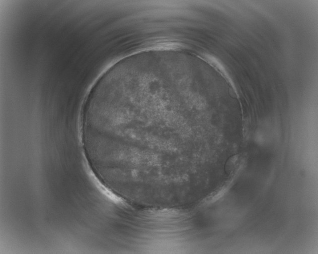 X0000070240851200606091333