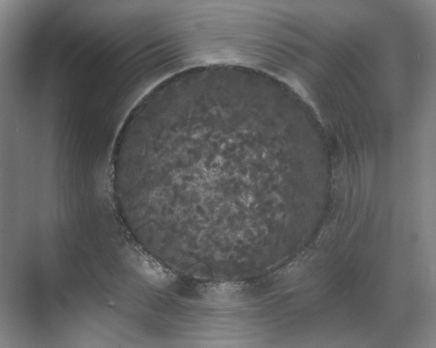 X0000070240879200606091332