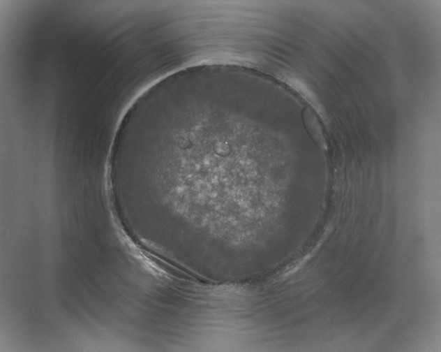 X0000070240928200606091331