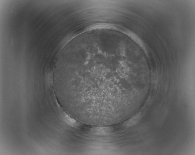 X0000070240953200606091331