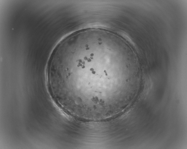 X0000070241032200606091329