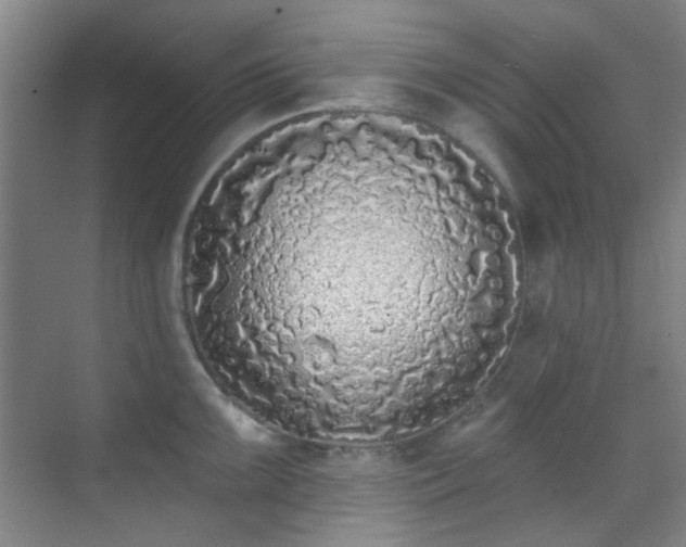 X0000070241099200606091328