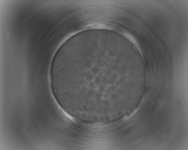 X0000070241141200606091328