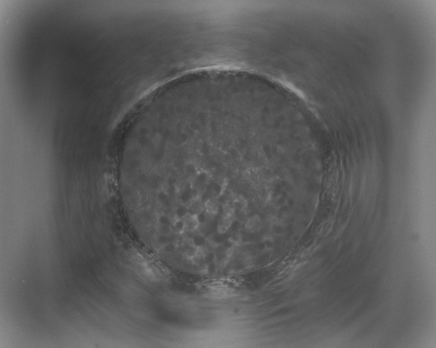 X0000070241255200606091326