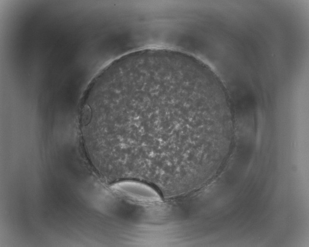 X0000070241263200606091325