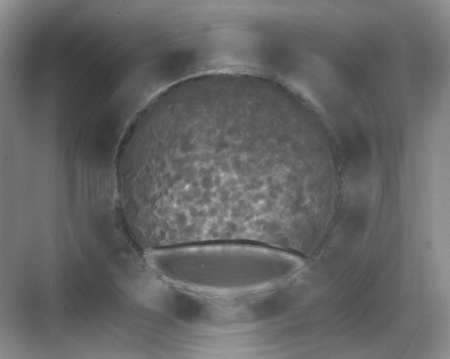 X0000070241267200606091325