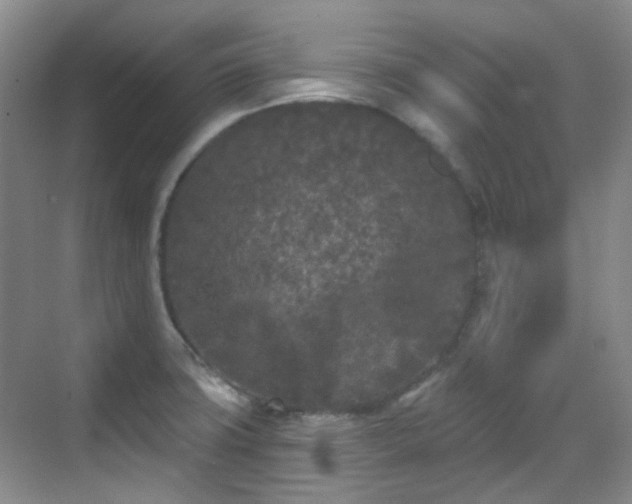 X0000070241427200606091323