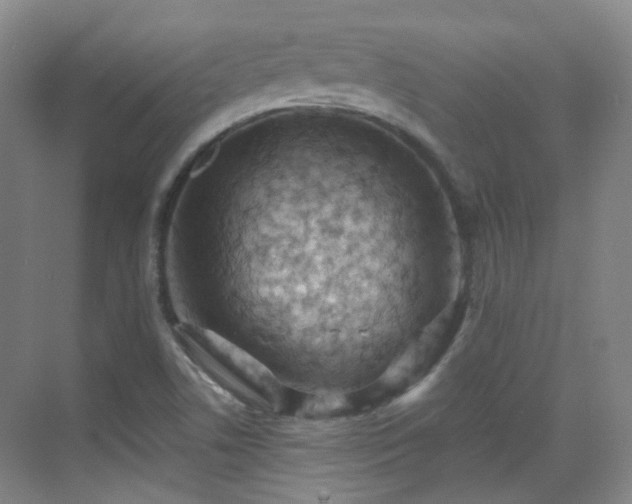 X0000070241506200606091321