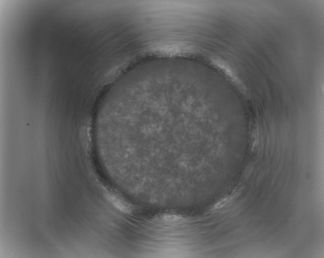 X0000070240590200606161848