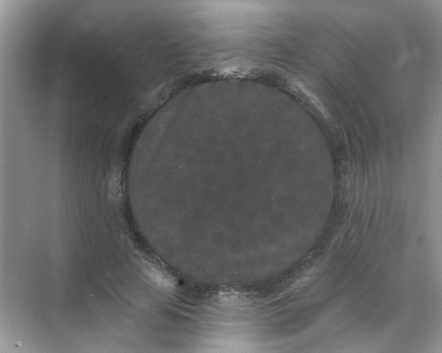 X0000070240641200606161847