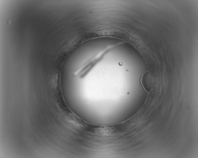 X0000070240652200606161847