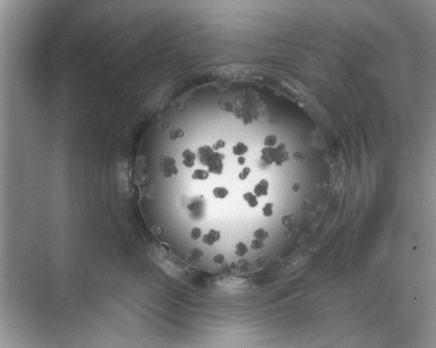 X0000070240669200606161847