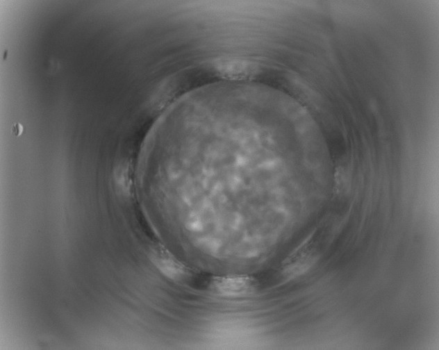 X0000070240671200606161847