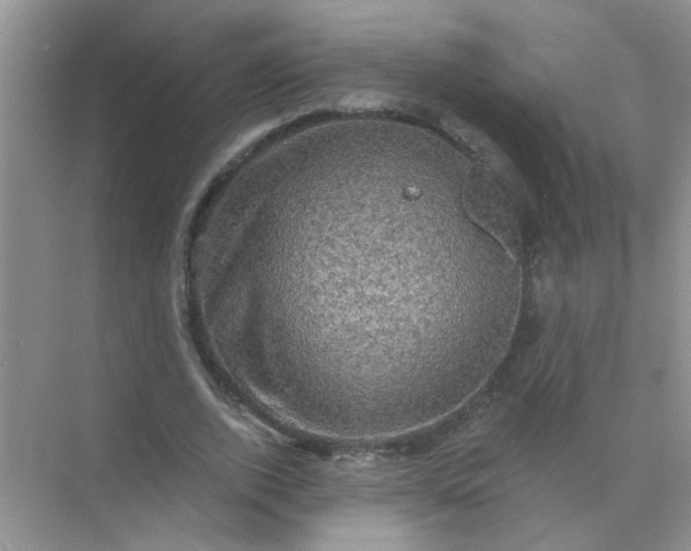 X0000070240728200606161845