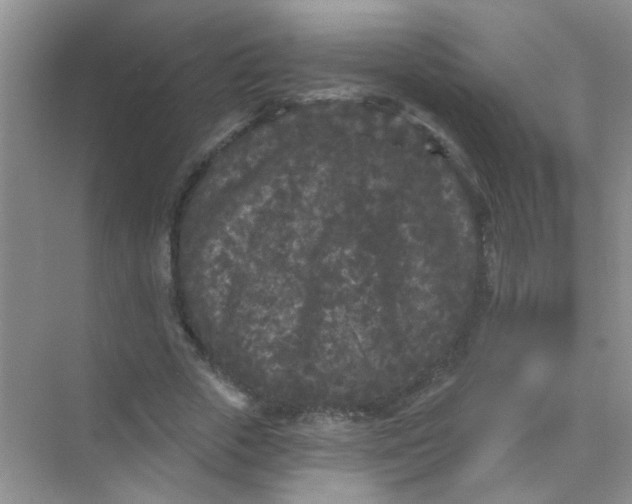 X0000070240729200606161845