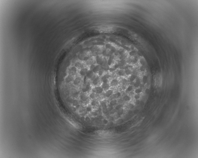 X0000070240733200606161845