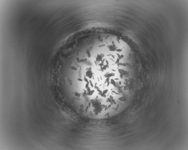 X0000070240775200606161845