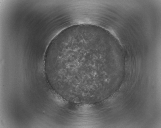 X0000070240879200606161843