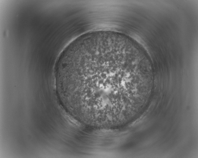 X0000070240925200606161842