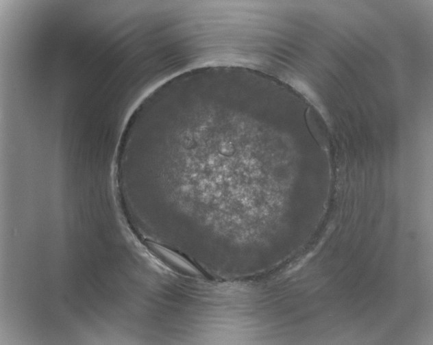 X0000070240928200606161842