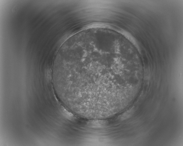 X0000070240953200606161842