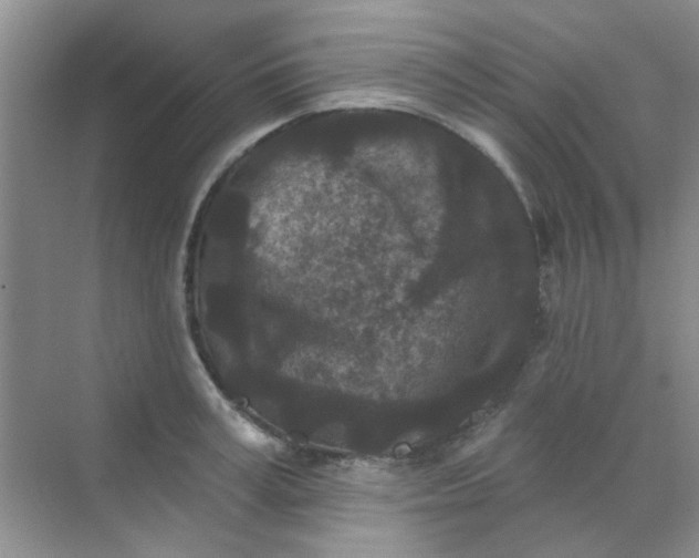 X0000070240995200606161841