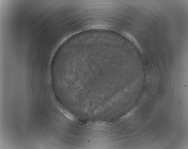 X0000070241027200606161840