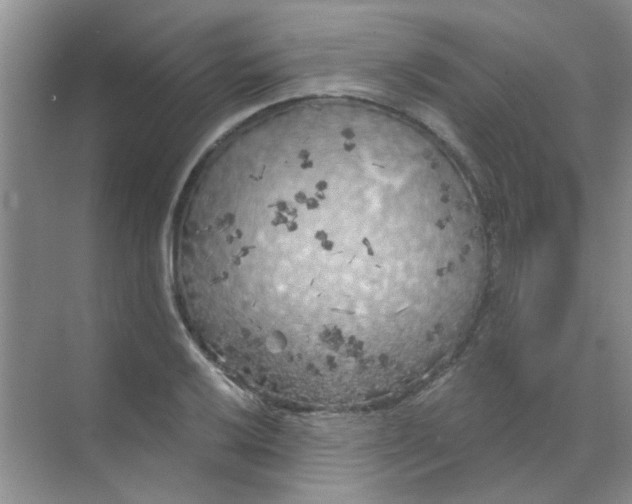 X0000070241032200606161840