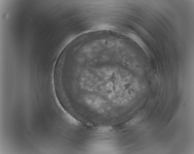 X0000070241055200606161841