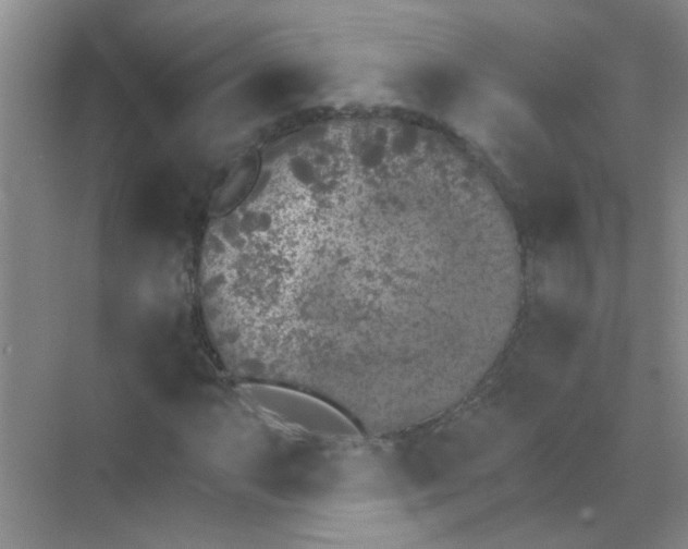 X0000070241063200606161840