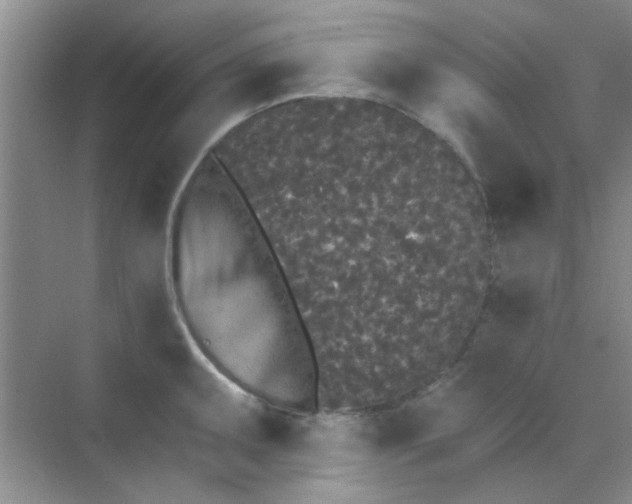 X0000070241095200606161839