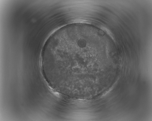 X0000070241125200606161839