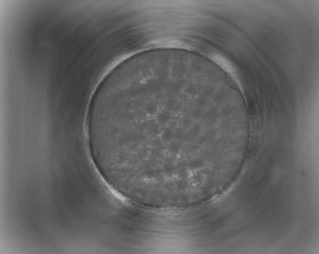 X0000070241141200606161839