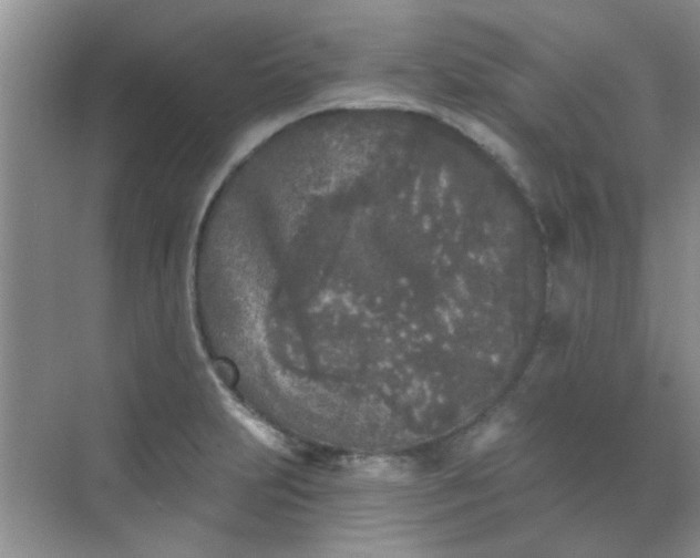 X0000070241231200606161837