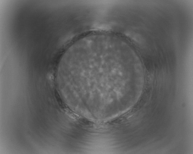 X0000070241254200606161837