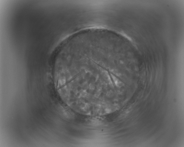 X0000070241255200606161837