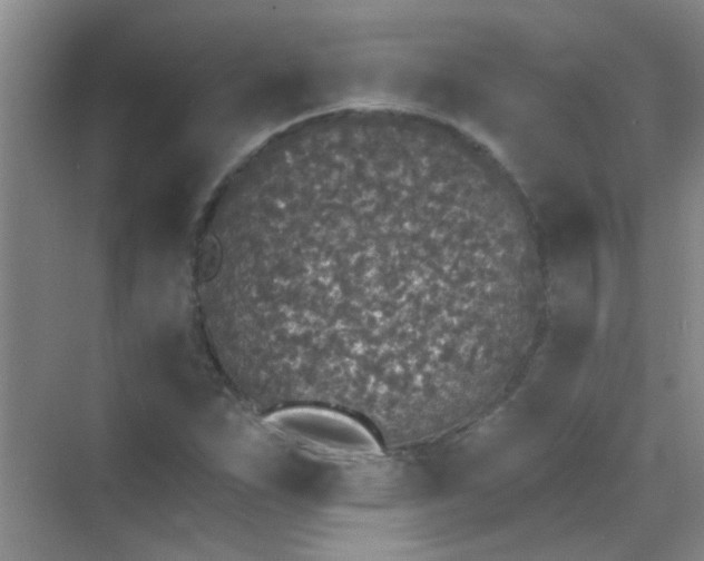 X0000070241263200606161836