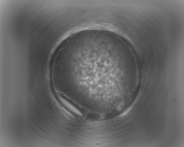 X0000070241506200606161832