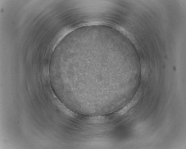 X0000070241417200606231931