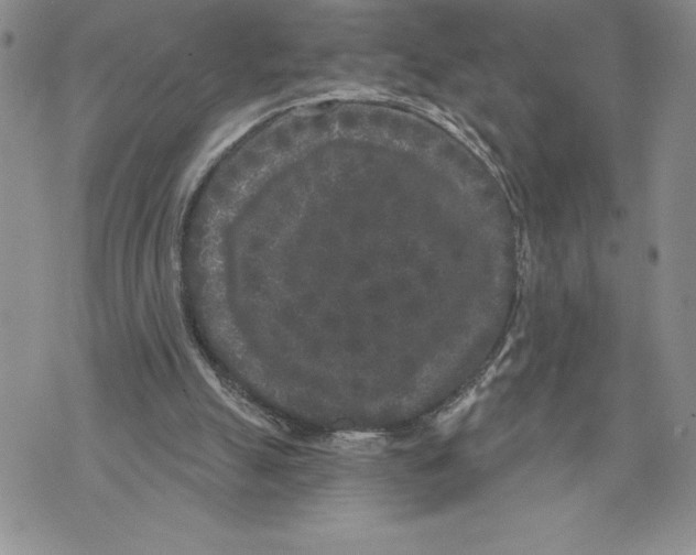 X0000070240055200606301611