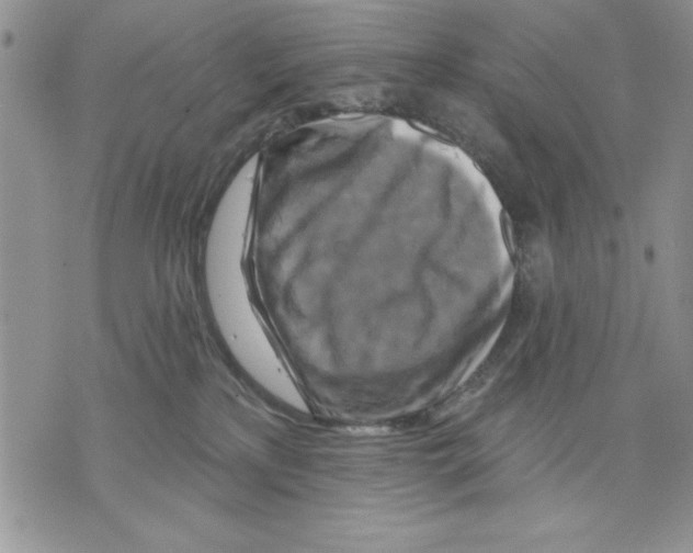 X0000070240233200606301609