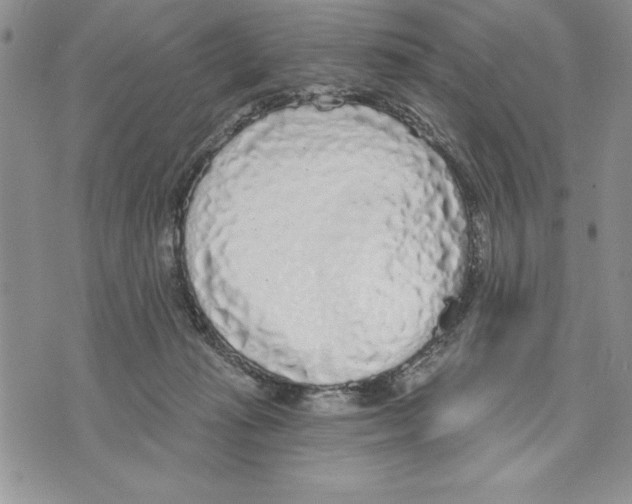 X0000070240269200606301608