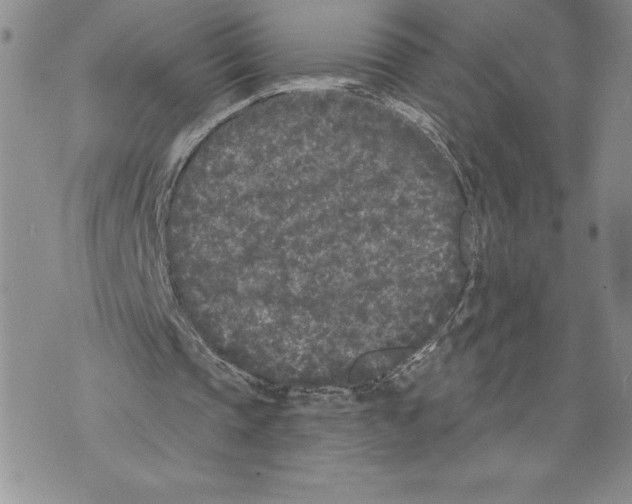 X0000070240337200606301606