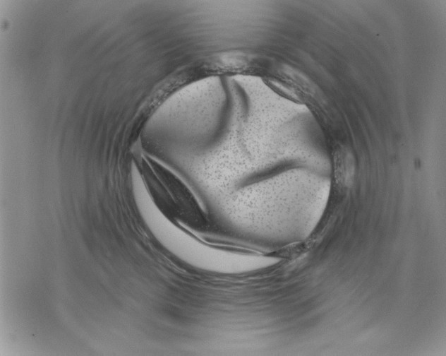 X0000070240425200606301605