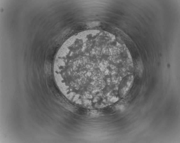 X0000070240565200606301604