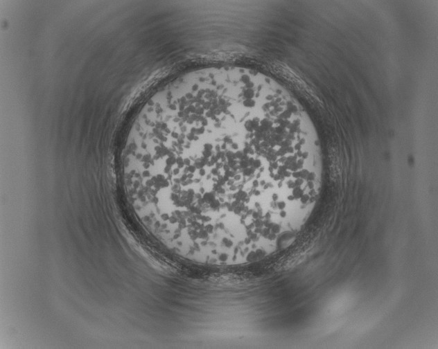 X0000070240634200606301602