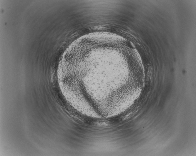 X0000070240651200606301602