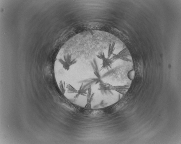 X0000070240663200606301602