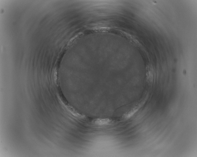 X0000070240767200606301601