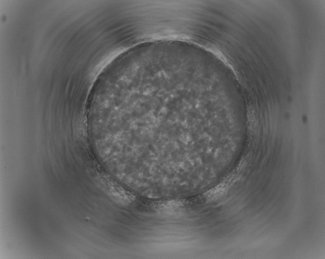 X0000070240879200606301558